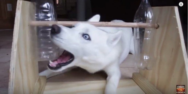 leukste honden speeltjes