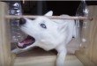 leukste honden speeltjes