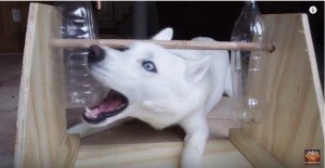 leukste honden speeltjes
