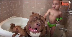 pitbull