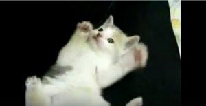 kitten