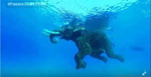 Olifant in de zee
