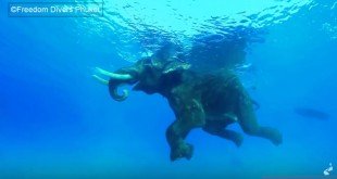 Olifant in de zee